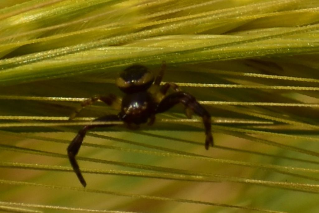 Synema globosum, maschio -  Firenze